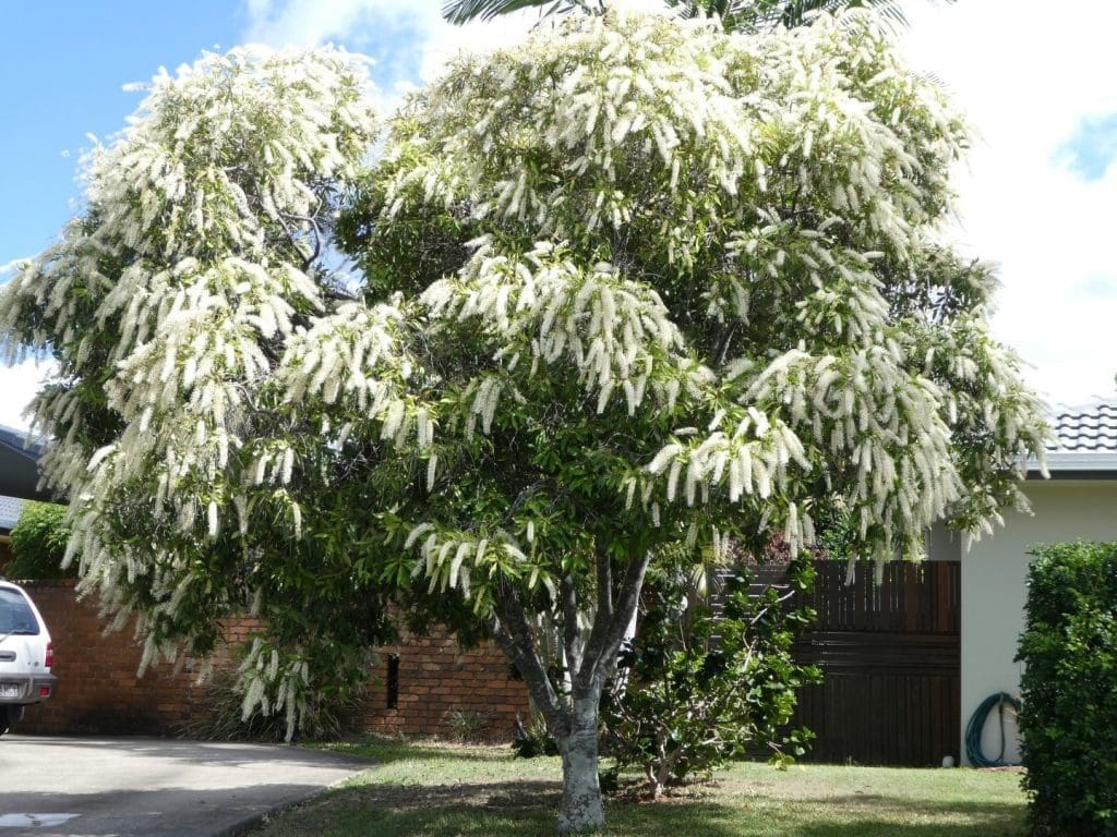 Buckinghamia celsissima growing in brisbane