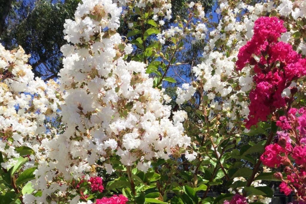 image of LAGERSTROEMIA INDICA X FAURIEI ACOMA or white crape myrtle growing in brisbane