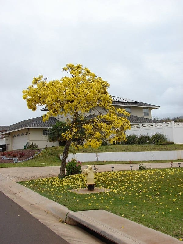 Image of Tabebuia argentea or yellow Tabebuia also called Handroanthus argentea, growing in brisbane