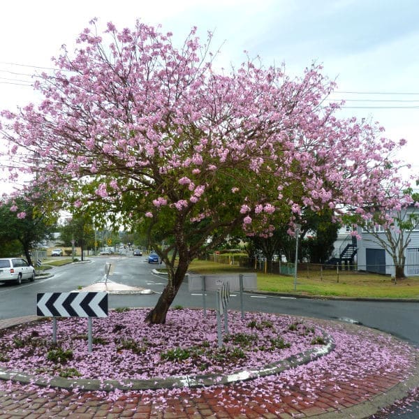 Image of Tabebuia impetiginosa aslo called Handroanthus impetiginosa or pink trumpet tree growing in brisbane