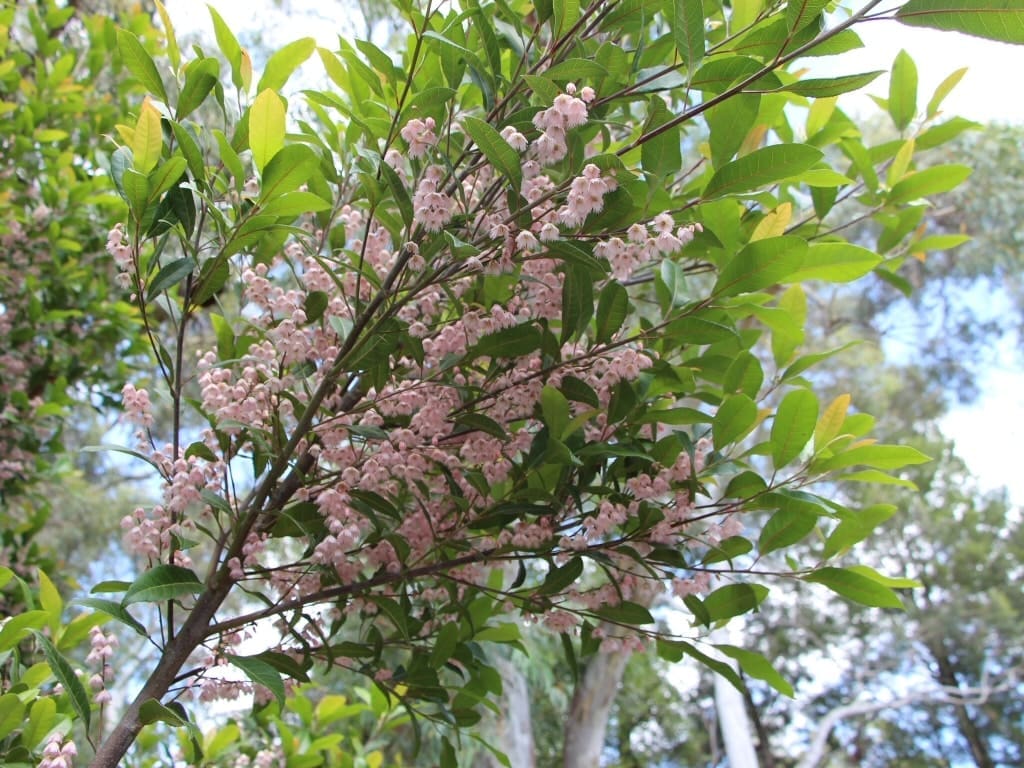 image of Elaeocarpus reticulatus 'prima donna' or Blue berry ash growing in brisbane